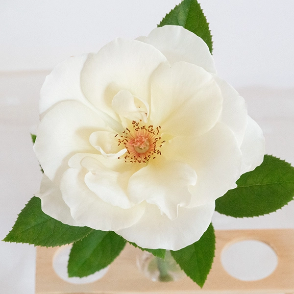 品種名COMING SOON